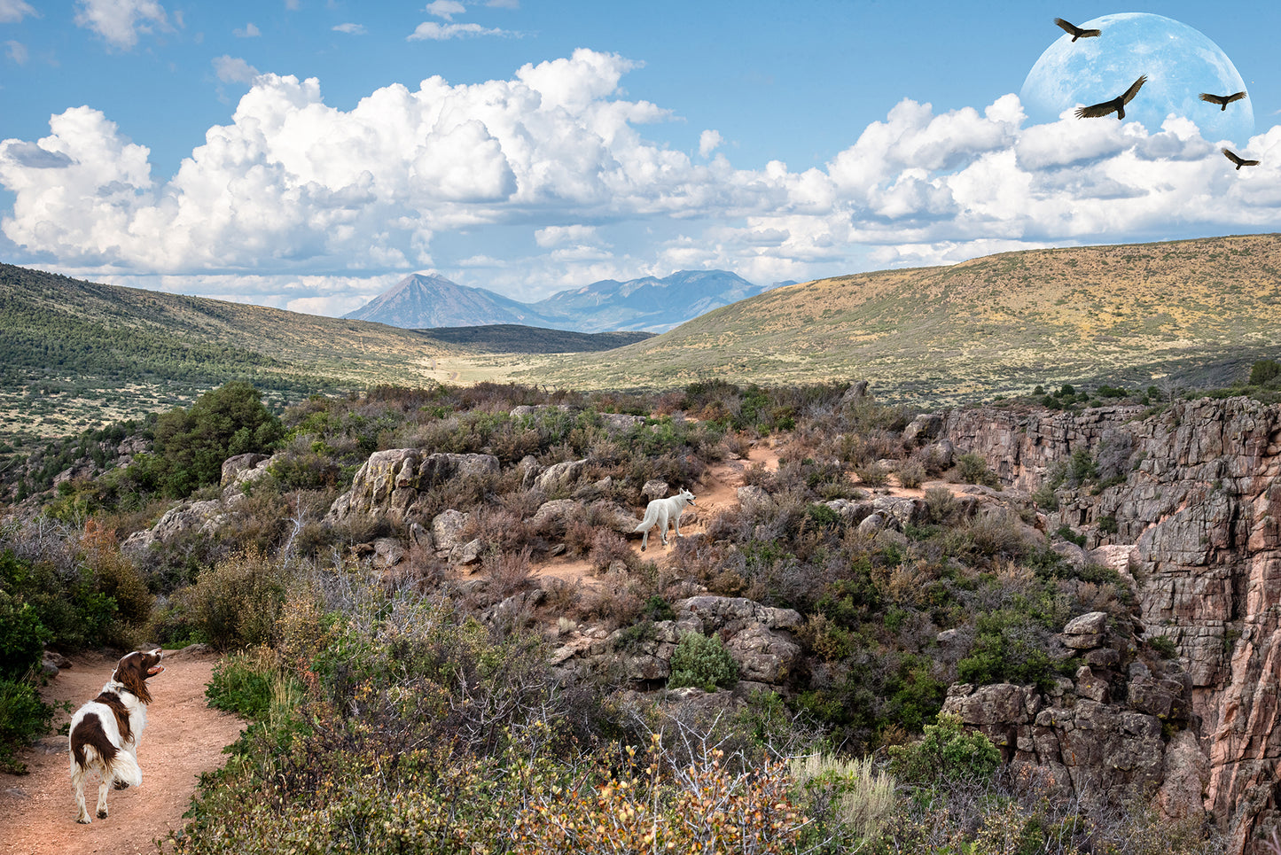 English Springer Spaniel in Whimsical Landscape | Black Canyon Colorado Landscape Photo Print