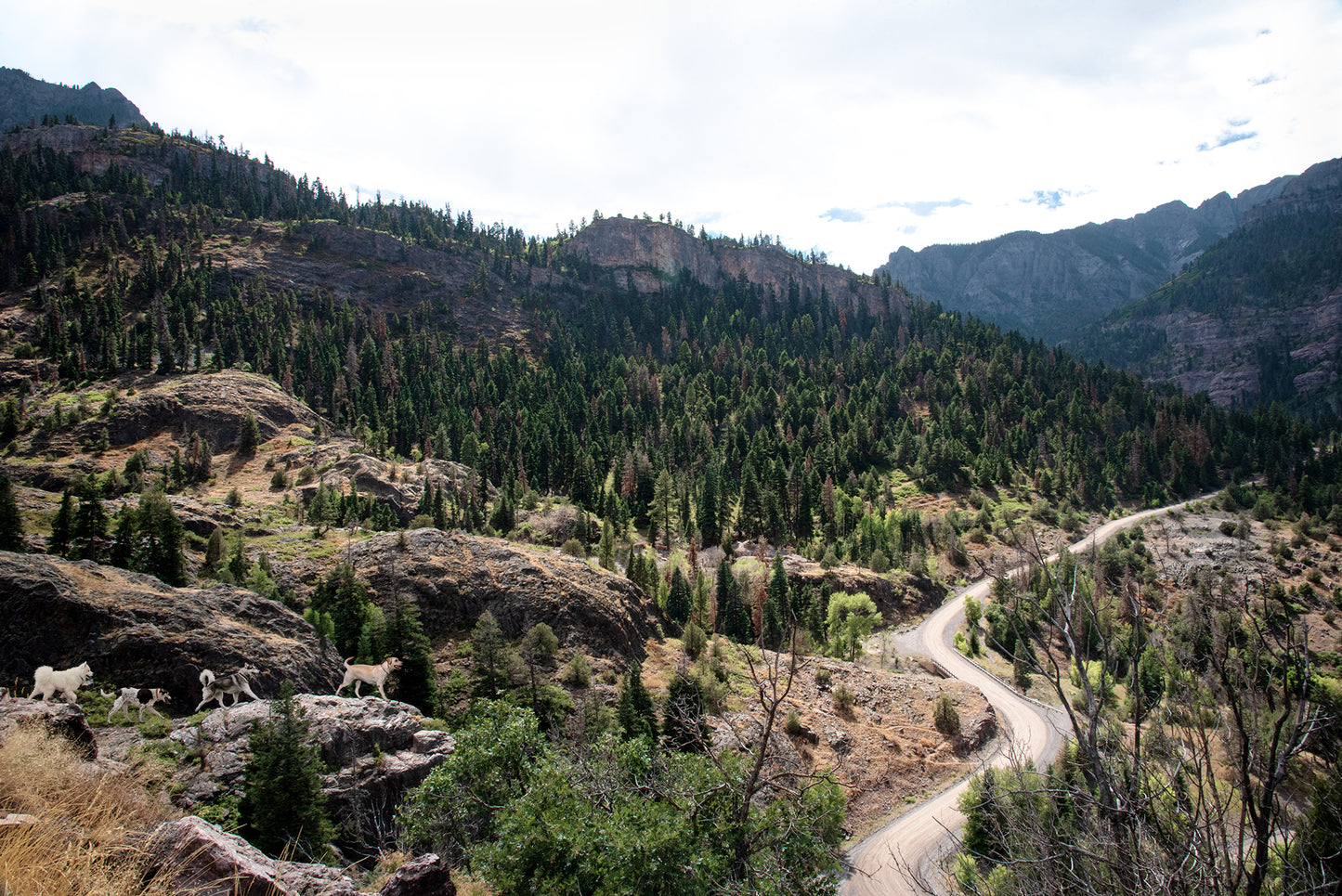 Custom Pet Portrait | Ouray Colorado Mountain Road Landscape Photo Print (Horizontal) | Boho Wall Art