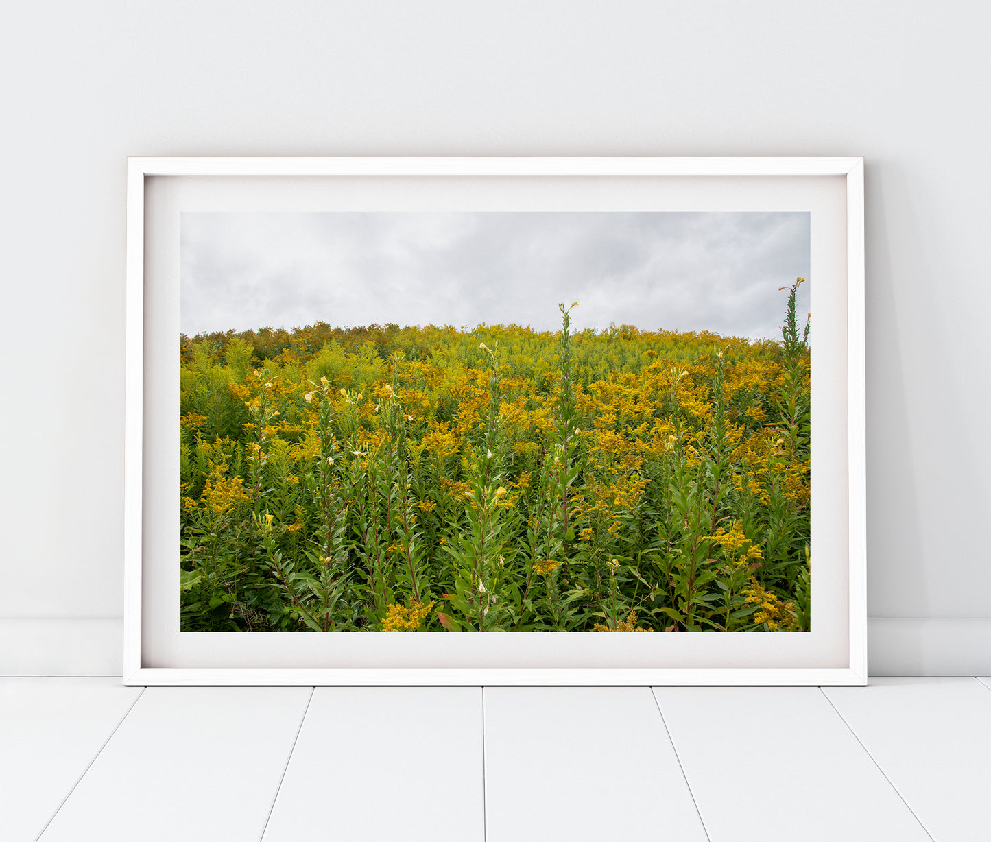 Maine Wild Ragweed Yellow Flowers Landscape Photo Print | Boho Wall Art