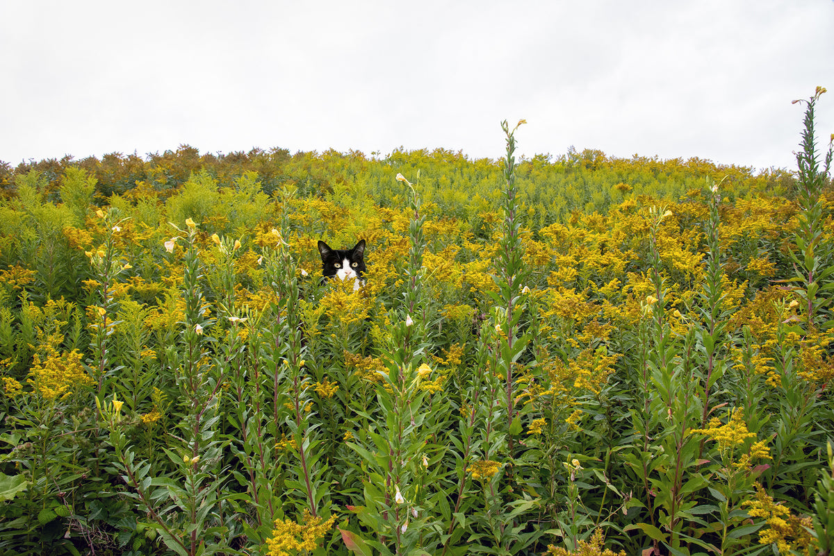 Black Cat & Tuxedo Cat in Whimsical Landscape | Wild Ragweed Yellow Flowers Landscape Photo Print