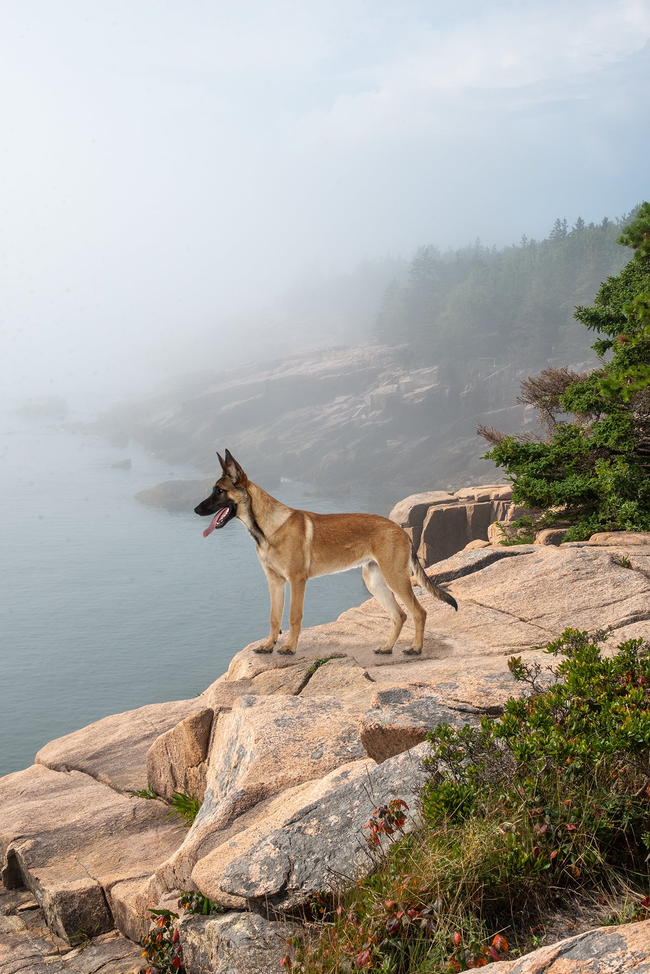 Custom Pet Portrait | Acadia National Park Maine Coastal Landscape Photo Print