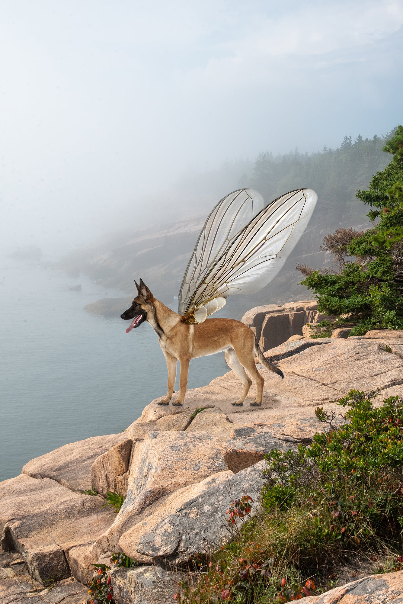 German Shepherd in Whimsical Landscape | Maine Coastal Landscape Photo Print