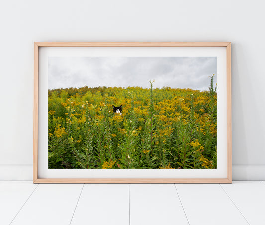 Custom Pet Portrait | Maine Wild Ragweed Yellow Flowers Landscape Photo Print | Boho Wall Art