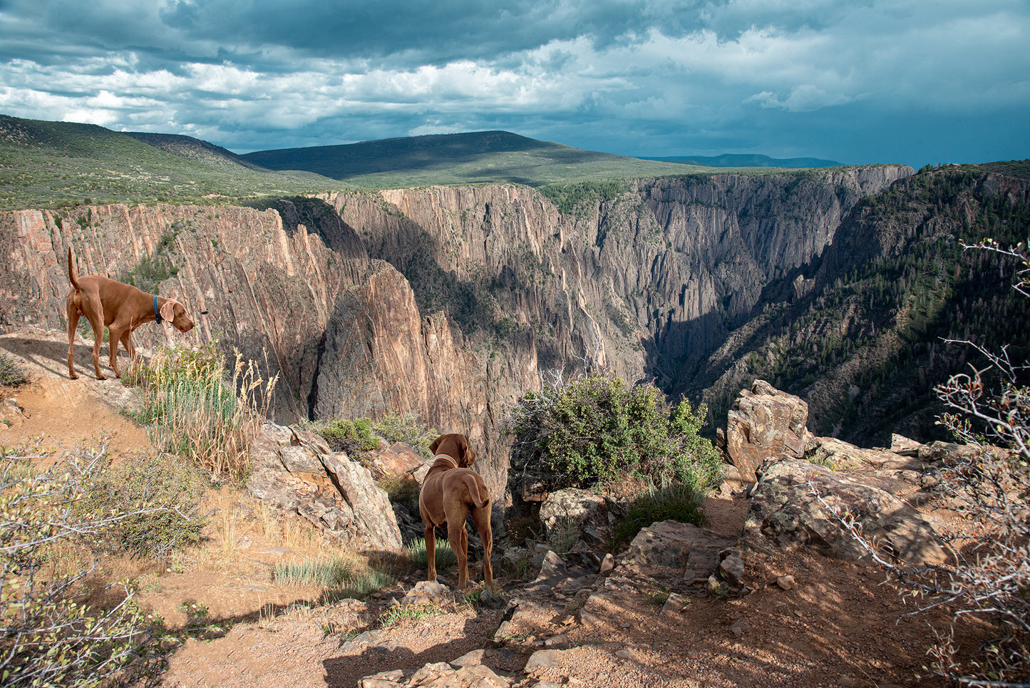 Custom Pet Portrait | Black Canyon Overlook Gunnison National Park Colorado Landscape Photo Print