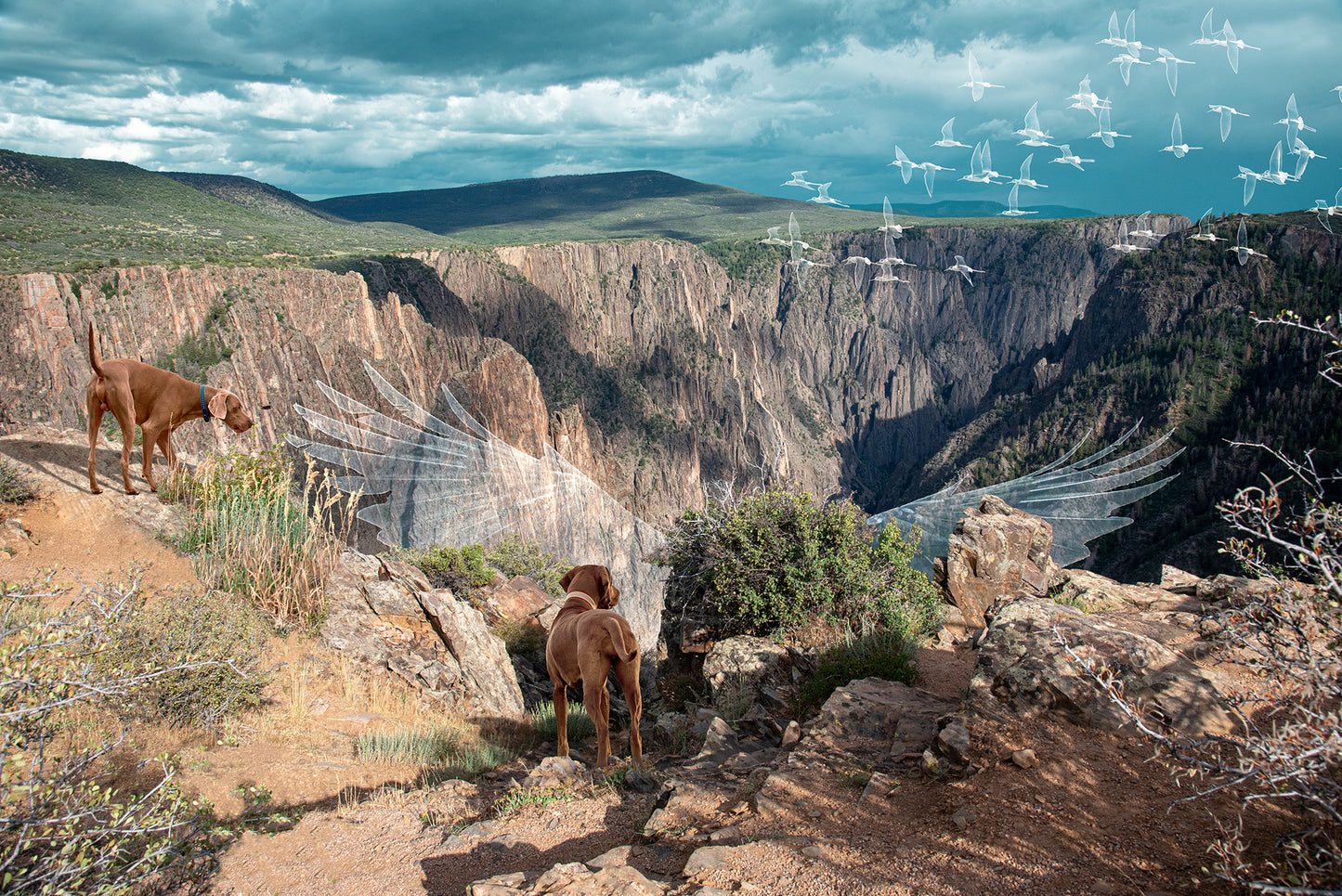 Vizslas in Whimsical Landscape | Black Canyon Colorado Landscape Photo Print