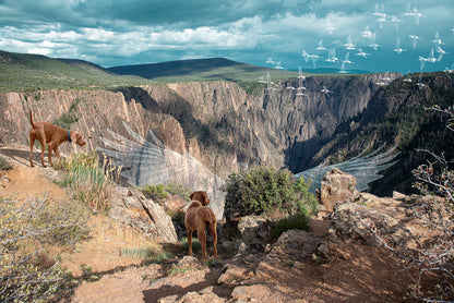 Vizslas in Whimsical Landscape | Black Canyon Colorado Landscape Photo Print