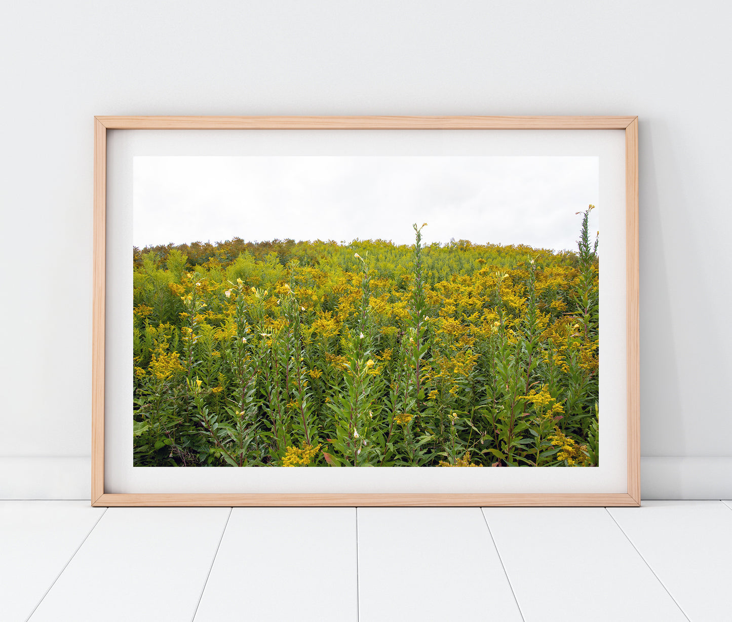Maine Wild Ragweed Photo Print | Yellow Flowers Landscape  | Boho Wall Art