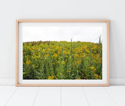 Maine Wild Ragweed Photo Print | Yellow Flowers Landscape  | Boho Wall Art