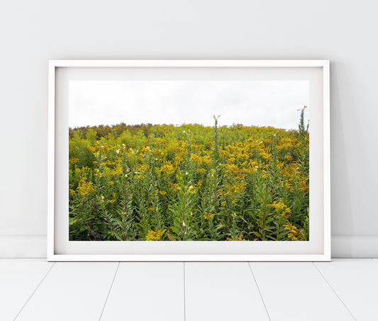 Maine Wild Ragweed Photo Print | Yellow Flowers Landscape  | Boho Wall Art