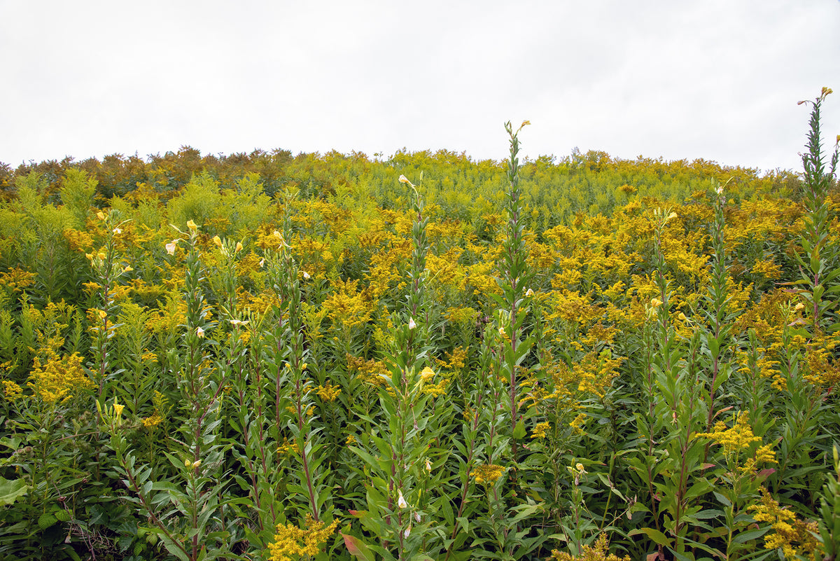 Maine Wild Ragweed Photo Print | Yellow Flowers Landscape  | Boho Wall Art