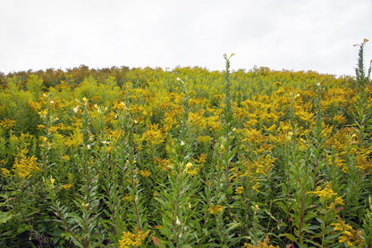 Maine Wild Ragweed Photo Print | Yellow Flowers Landscape  | Boho Wall Art