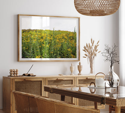 Maine Wild Ragweed Photo Print | Yellow Flowers Landscape  | Boho Wall Art