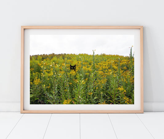 Black Cat & Tuxedo Cat in Whimsical Landscape | Wild Ragweed Yellow Flowers Landscape Photo Print