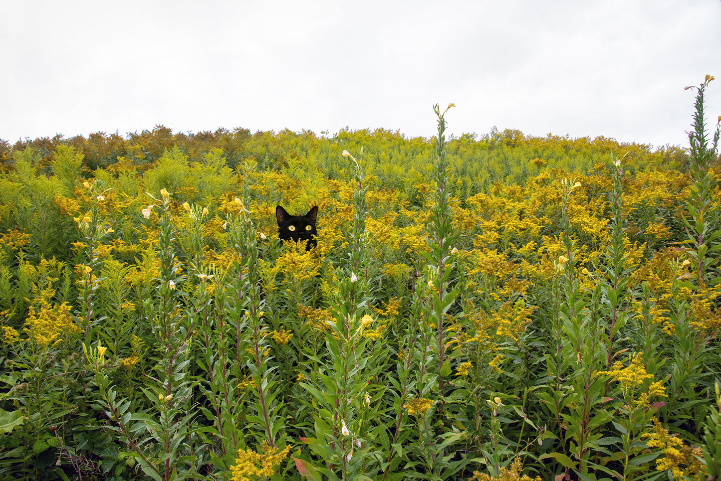 Black Cat & Tuxedo Cat in Whimsical Landscape | Wild Ragweed Yellow Flowers Landscape Photo Print