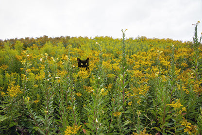 Black Cat & Tuxedo Cat in Whimsical Landscape | Wild Ragweed Yellow Flowers Landscape Photo Print