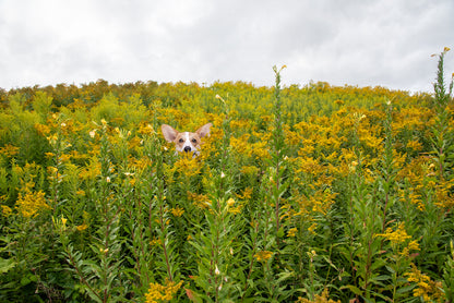 Custom Pet Portrait | Maine Wild Ragweed Yellow Flowers Landscape Photo Print | Boho Wall Art