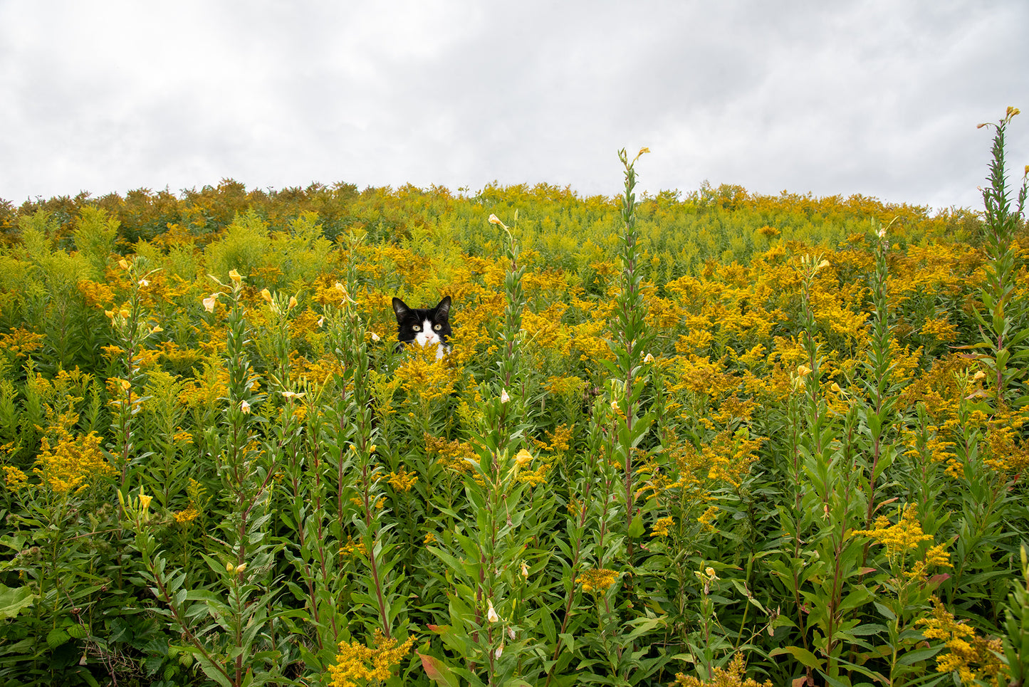Yellow Flowers Maine Landscape Photography Print + Pets