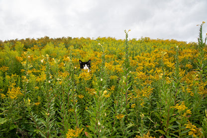 Custom Pet Portrait | Maine Wild Ragweed Yellow Flowers Landscape Photo Print | Boho Wall Art