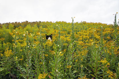 Black Cat & Tuxedo Cat in Whimsical Landscape | Wild Ragweed Yellow Flowers Landscape Photo Print